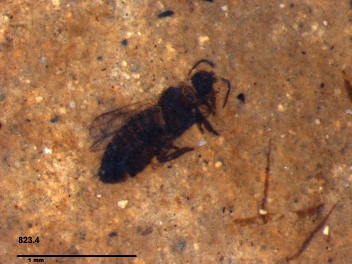 Genus sp