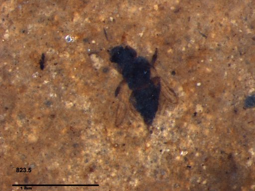 Genus sp