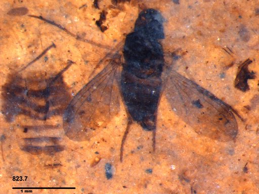 Diptera