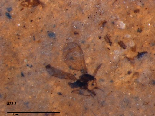 Diptera