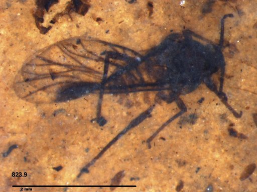 Aphididae