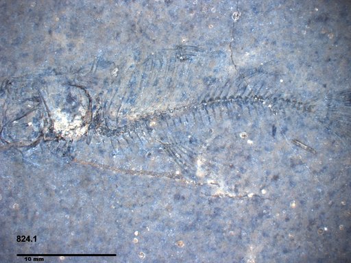 Genus sp