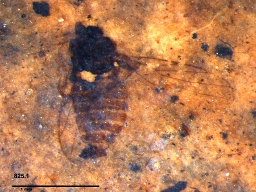 Diptera