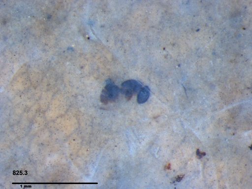 Platygastridae