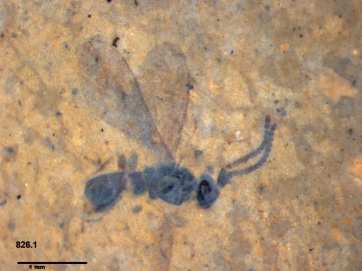 Diapriidae