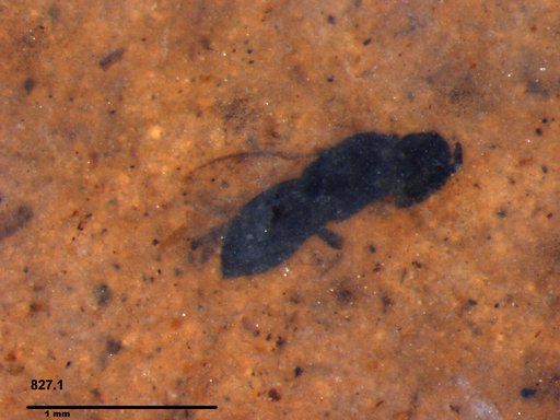 Genus sp