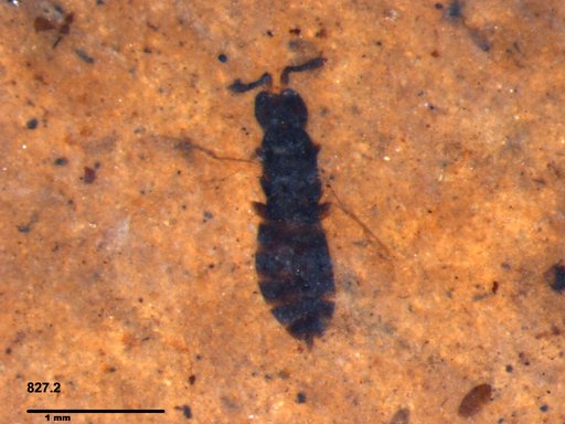 Genus sp