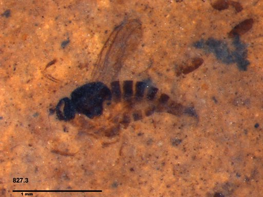 Diptera
