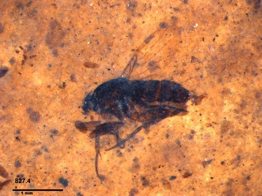 Phoridae