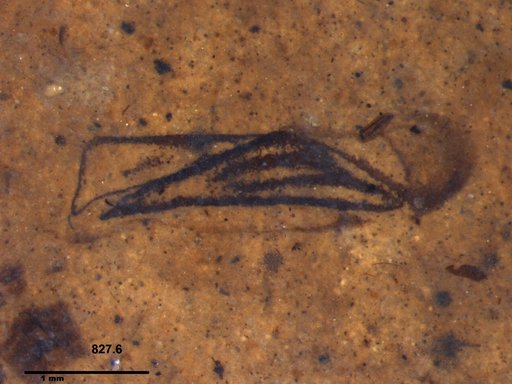 Corixidae