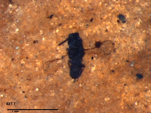Genus sp