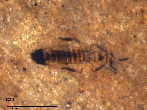 Genus sp