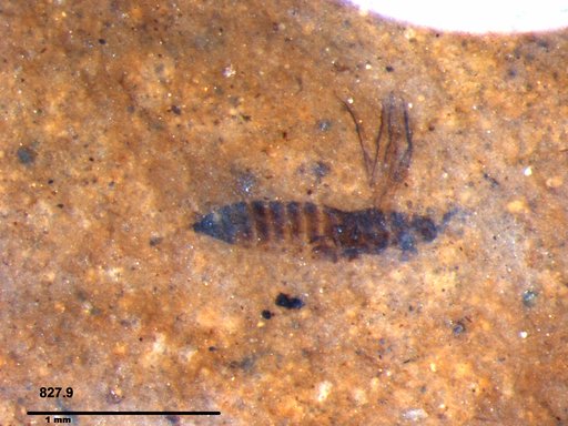 Genus sp
