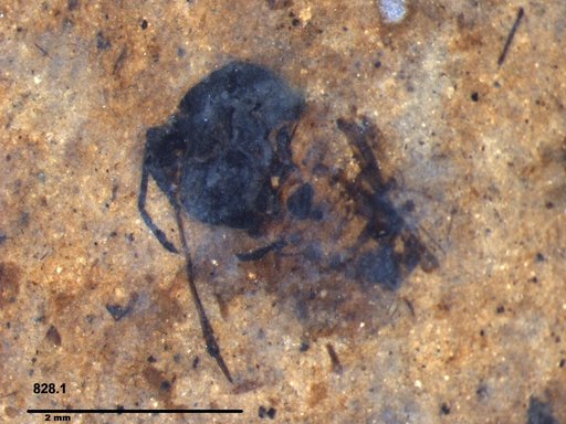 Genus sp