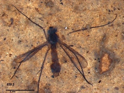 Mycetophilidae