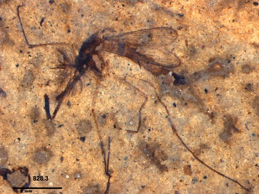 Genus sp