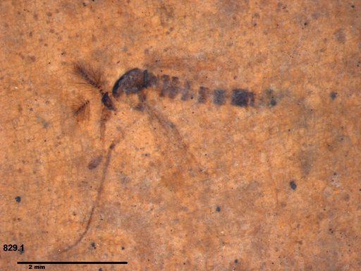 Chaoboridae