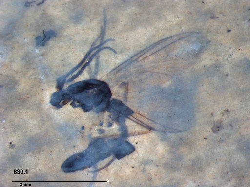 Diptera
