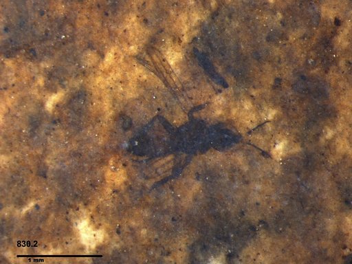 Genus sp