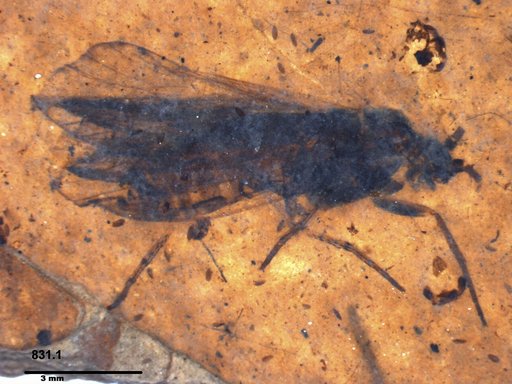 Genus sp