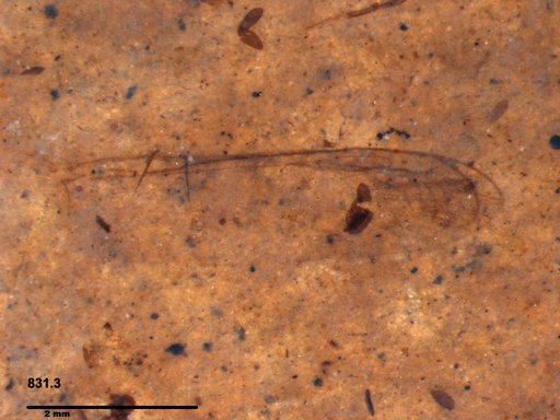 Insecta