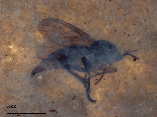 Diptera