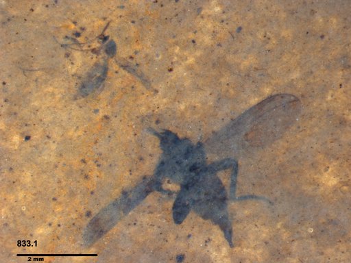 Genus sp
