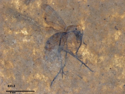 Mycetophilidae