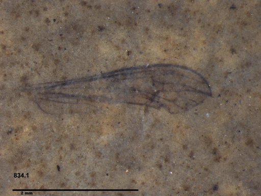 Diptera