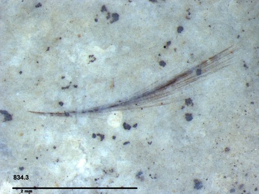 Tracheophyta