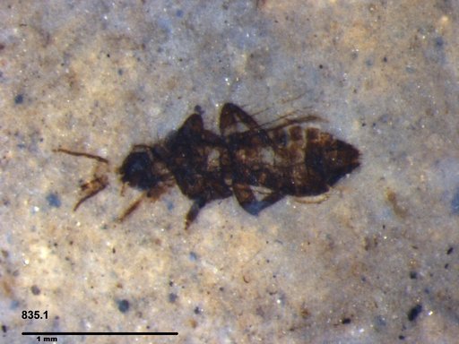 Genus sp