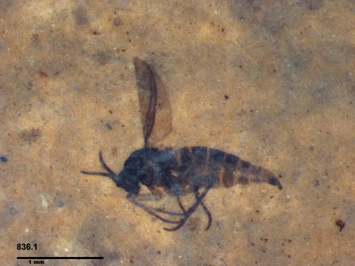 Diptera