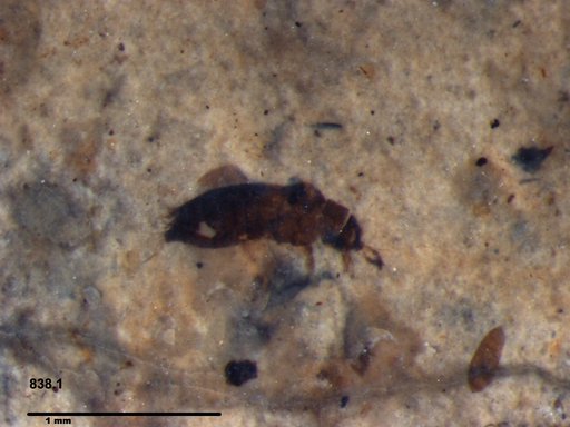 Genus sp