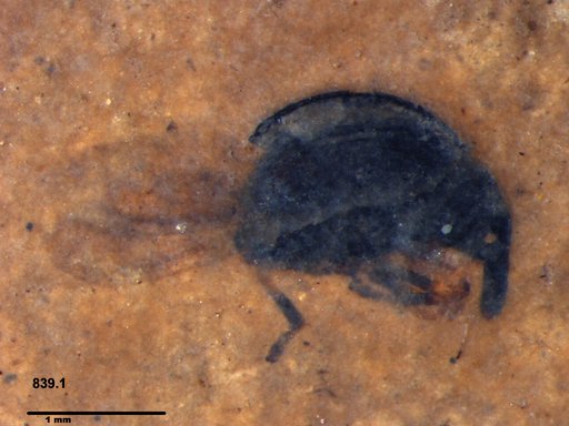 Genus sp