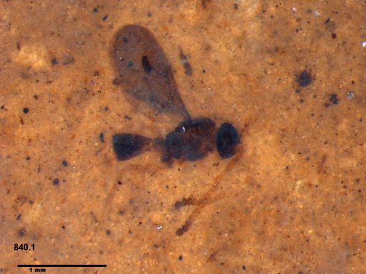 Diapriidae