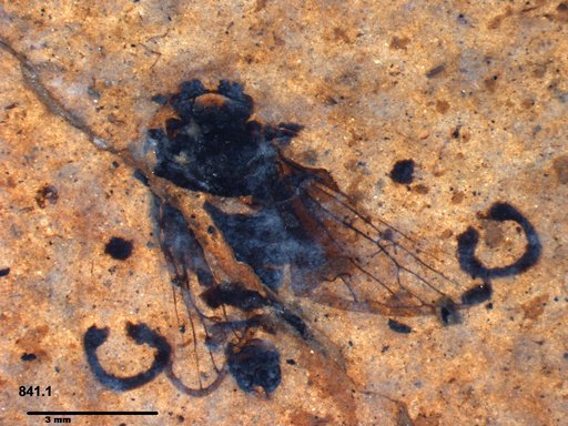 Genus sp