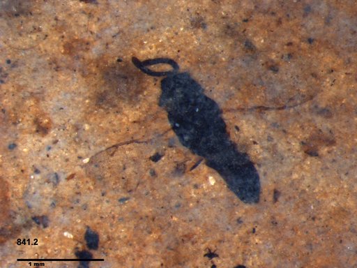Genus sp