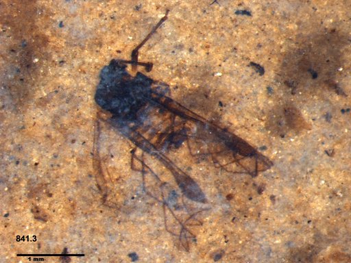 Aphididae