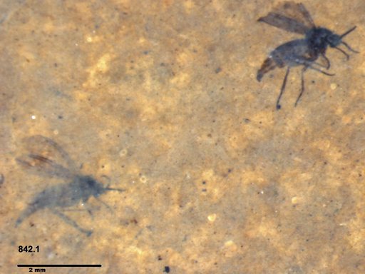 Diptera
