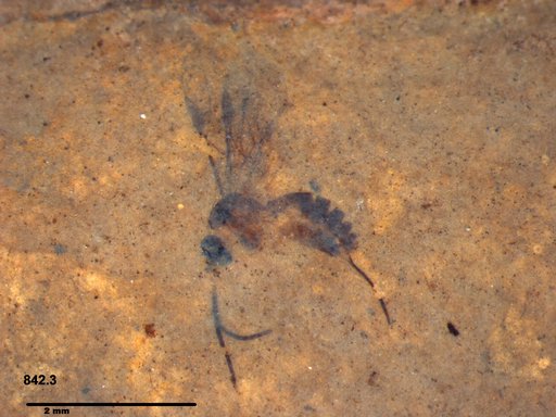 Braconidae