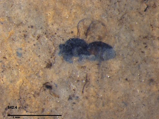 Genus sp