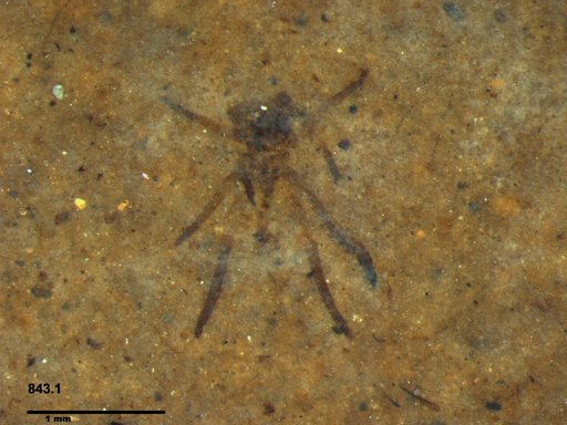 Genus sp