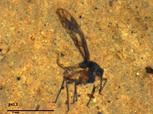 Aphididae