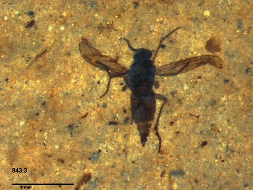 Diptera