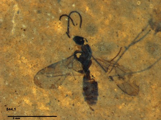 Braconidae