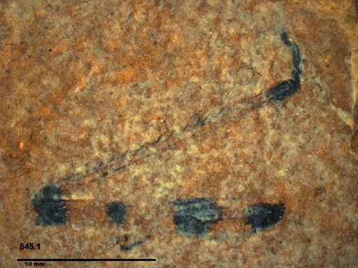 Genus sp