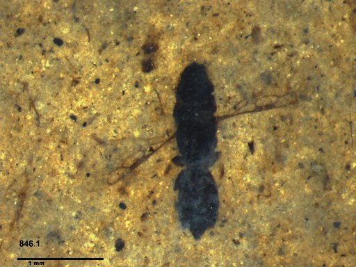 Genus sp