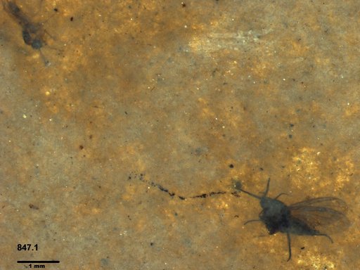 Diptera
