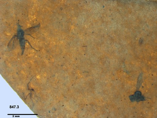 Diptera