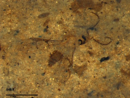 Braconidae
